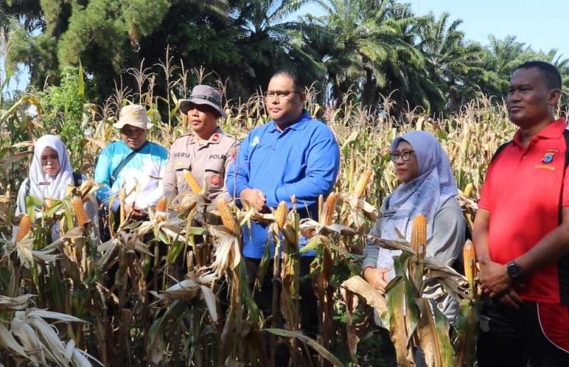 SMKPPN BANJARBARU: Kementan bersama Polri menggelar panen jagung bersama di Kalsel yang dilakukan oleh Kepala SMK-PP Negeri Banjarbaru, Yudi Astoni [kemeja biru] bersama Kapolres Kota Banjarbaru, AKBP Pius X Febry Aceng Loda yang diwakili oleh Kapolsek Banjarbaru Utara, Kompol Heru Setiawan [ke-3 kiri].