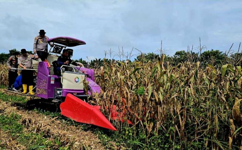 SMKPPN BANJARBARU: Kegiatan panen jagung Kalsel pada lahan TeFa dihadiri oleh Kapolres Banjarbaru AKBP Pius Febri X Aceng Loda dan jajaran, perwakilan SDM Polda Kalsel serta Wakil Kepala SMK-PP Bidang Kurikulum, Airin Nurmarita beserta guru dan tim lahan.