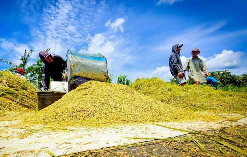 BB PUSTAKA: Total ketersediaan beras nasional saat ini mencapai 27,99 juta ton, yang terdiri dari stok Perum Bulog sebesar 3,76 juta ton, stok masyarakat sekitar 12,50 juta ton dan standing crop atau padi siap panen sebesar 11,73 juta ton.