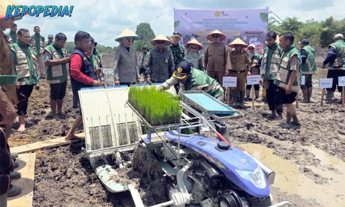 POLBANGTAN BOGOR: Direktur Polbangtan Bogor, Yoyon Haryanto mendampingi Kepala BPPSDMP Kementan, Idha Widi Arsanti mencoba mesin tanam padi [Rice Transplanter] pada pada `Gerakan Tanam Padi Bersama` pada lokasi CSR Provinsi Jambi bersama petani dan penyuluh serta pejabat setempat.