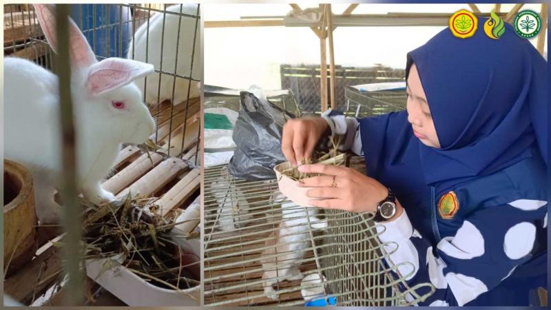 POLBANGTAN BOGOR: Direktur Yoyon Haryanto apresiasi inovasi Dikma Nesav, mahasiswi Polbangtan Bogor, bukan sekadar melaksanakan tugas akhir, melainkan solusi riil dan konkret yang berdampak langsung pada produktivitas ternak kelinci dan kesejahteraan peternak.