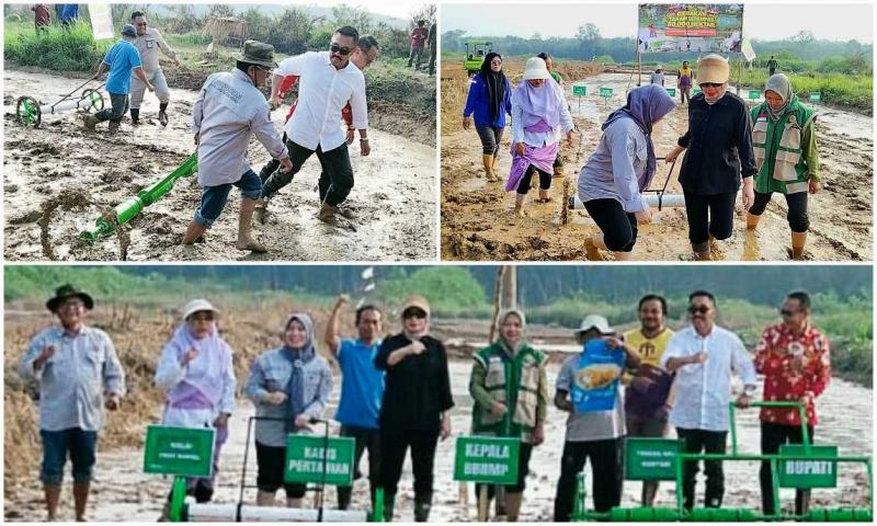 BBPKH CINAGARA: Tenaga Ahli Mentan, Hendri Sosiawan [insert kiri atas] melakukan olah tanah metode PM-AAS; Kepala BBPKH Cinagara, Inneke Kusumawaty [kemeja hitam]selaku PJ Brigade Pangan Sumsel gotong royong bersama petani dan penyuluh Muratara [insert kanan atas] melakukan Gertam Serempak pada lahan Brigade Pangan (BP) Sejahtera Bersama di Kecamatan Rawas Ulu di Kabupaten Musirawas Utara (Muratara), Sumsel.