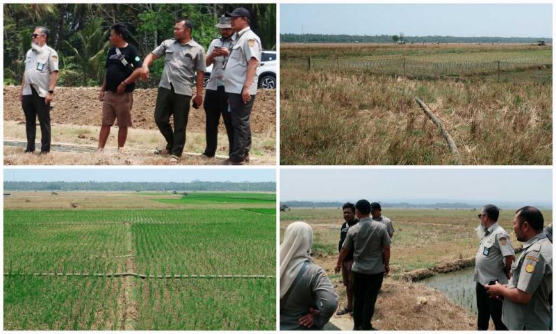 BB PUSTAKA: Plt. Kepala BB Pustaka, Inneke Kusumawaty mengatakan Brigade Pangan bersama penyuluh juga terus koordinasi dengan Tim BB Pustaka untuk menyampaikan berbagai keluhan, kebutuhan dan persoalan di lapangan. Koordinasi menjadi bagian penting memastikan setiap kendala yang dihadapi petani dapat segera diidentifikasi dan dicarikan solusi.