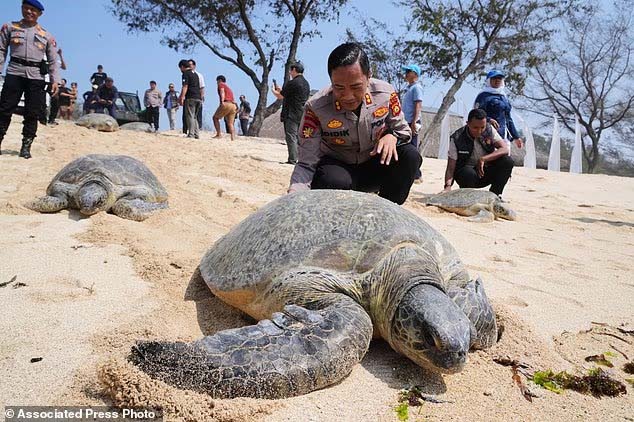 PENYELUNDUPAN PENYU: Dua dari 22 penyu tersebut masih sakit dan perlu dirawat sebelum bisa dilepasliarkan, kata Gusti Agung Purnama Wirahadi dari Polda Bali (Foto: AP)