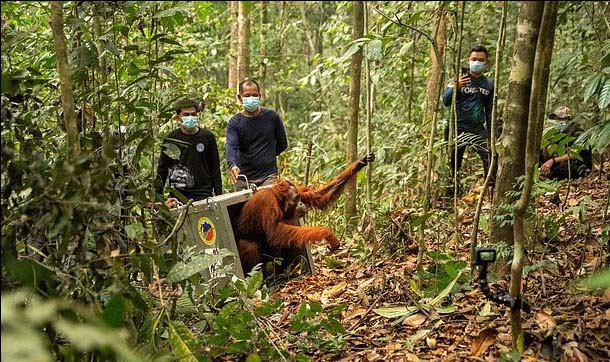 ORANGUTAN KALIMANTAN: Di antara mereka yang diselamatkan adalah seekor orangutan betina yang dikenal sebagai Mama Man dan bayinya, Man, yang telah dipantau selama berbulan-bulan di sepetak hutan kecil yang dikelilingi perkebunan. (Foto: AP/MailOnline)